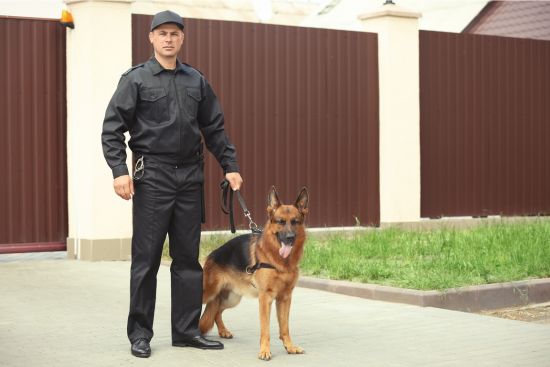 vigilancia_perros